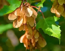 英雄联盟2025总决赛-3do@9鍍Kl€綻KE梣?1的简单介绍